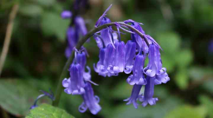 16 Types of Bluebell Flowers (with Pictures) - Identification Guide