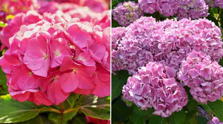 Hydrangeas with Pink Flowers (Hydrangea)