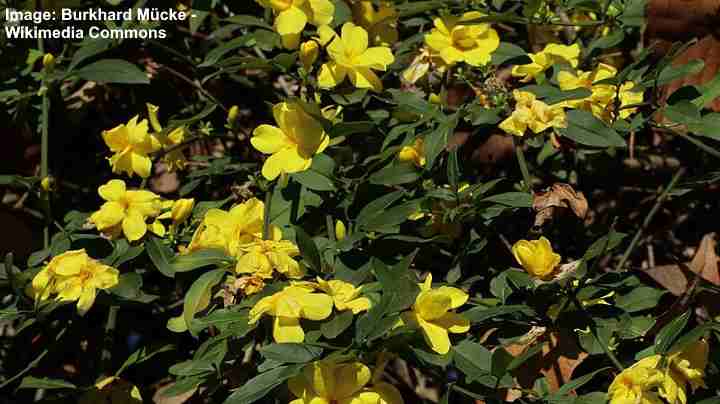 Winter Jasmine (Jasminum nudiflorum)