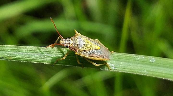 46 Texas Bugs and Insects (with Pictures) – Identification Guide