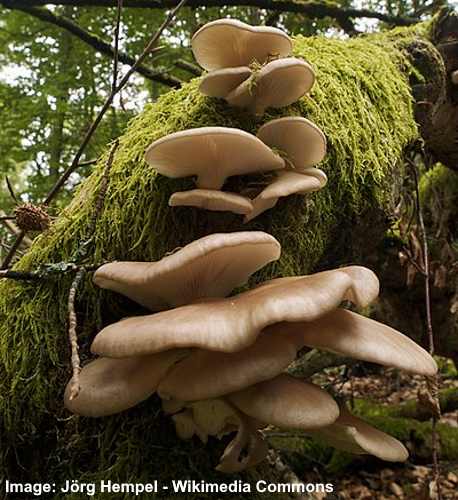 21 Mushrooms that Grow On Trees (with Pictures): Identification Guide