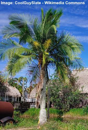 Majestic Palm (Ravenea rivularis)