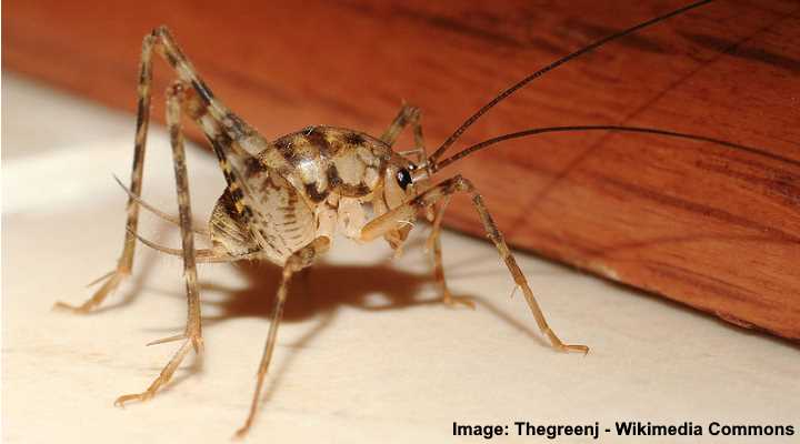 cellar spider with long body