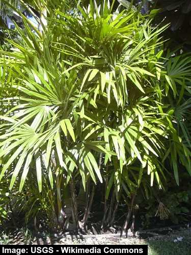 Lady Palm (Rhapis excelsa)