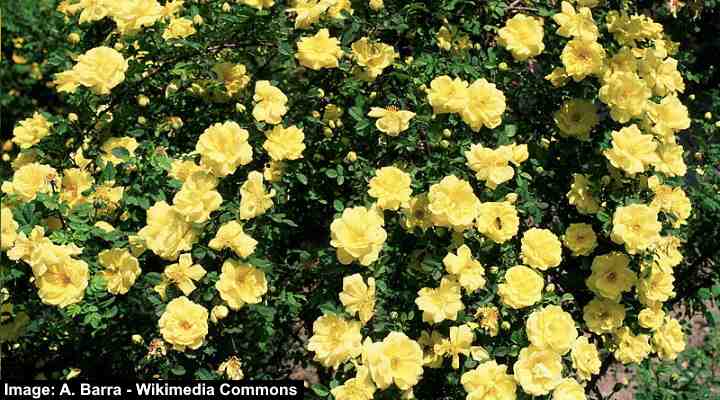 33 Yellow Flowering Shrubs (with Pictures): Identification Guide