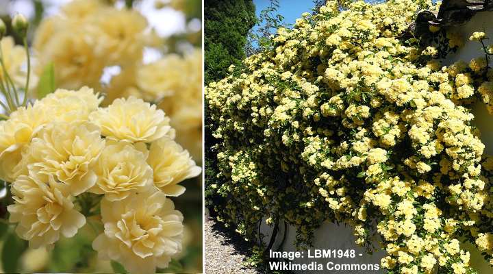 Yellow Lady Banks Rose (Rosa banksiae ‘Lutea’)