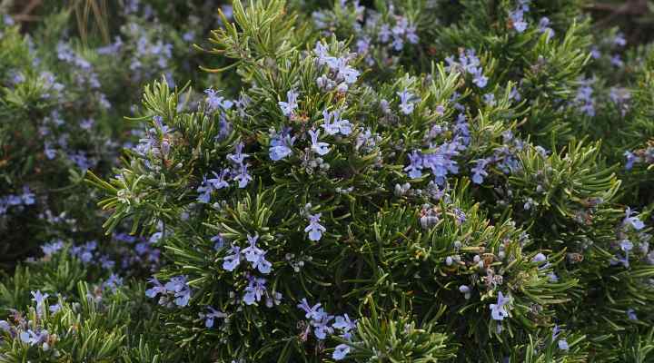 Rosemary (Rosmarinus officinalis)