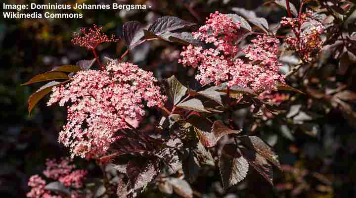 Sambucus nigra Guincho Purple
