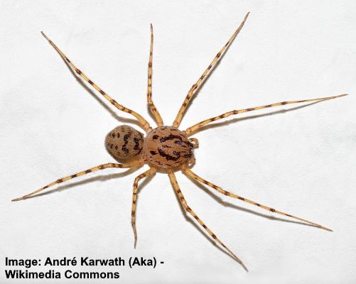 470+ Brown Spider Striped Legs Stock Photos, Pictures & Royalty-Free Images  - iStock