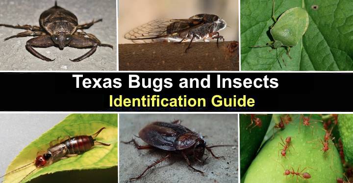 46 Texas Bugs and Insects (with Pictures) – Identification Guide