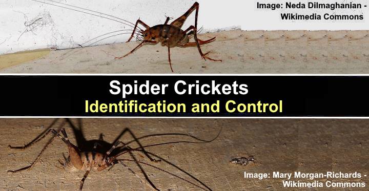 Spider Crickets: Identification And Control (with Pictures), 46% OFF