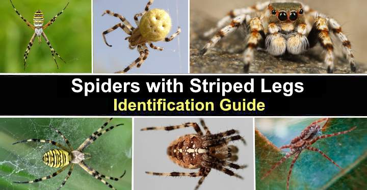 470+ Brown Spider Striped Legs Stock Photos, Pictures & Royalty-Free Images  - iStock