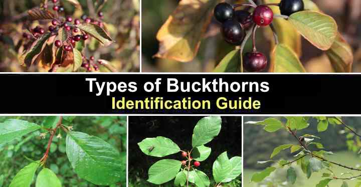 Types of Buckthorns: Common, Glossy, and Fine Line Buckthorns