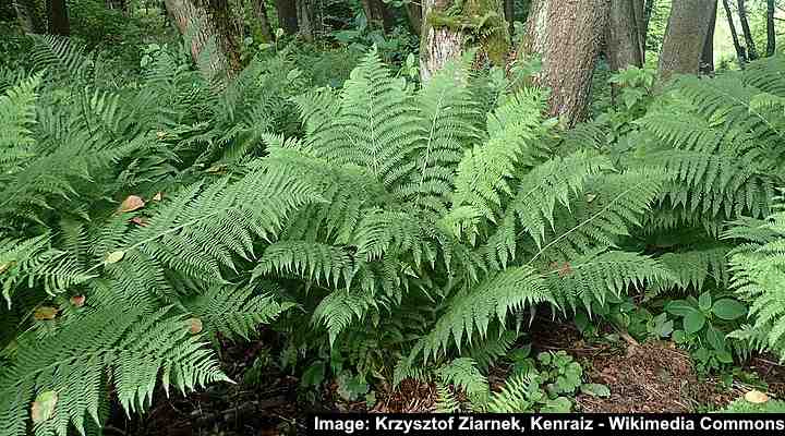 Lady Fern (Athyrium filix-femina)