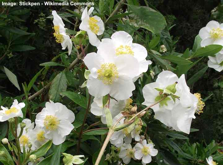 42 Native California Plants: Flowers, Trees, Shrubs, and Grass