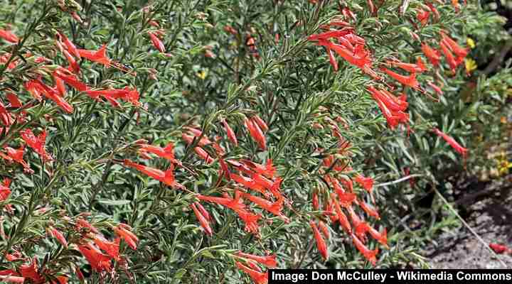 42 Native California Plants: Flowers, Trees, Shrubs, and Grass