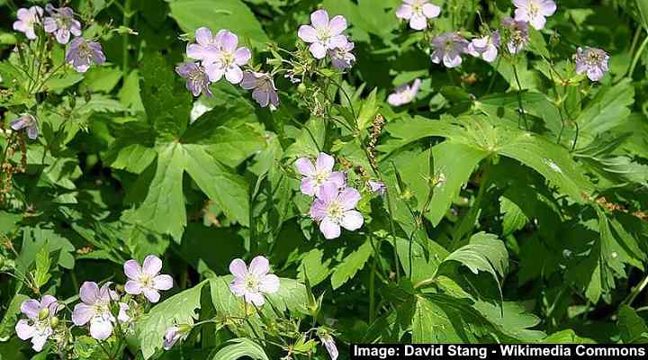 Geranium maculatum
