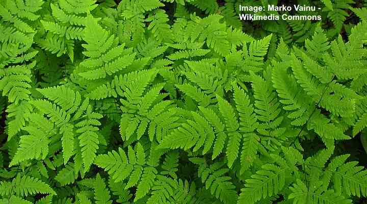 Common Oak Fern (Gymnocarpium dryopteris)
