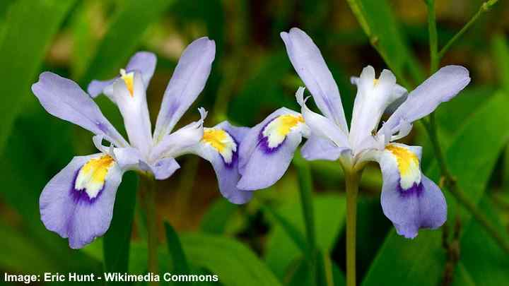 Crested Iris (Iris cristata)