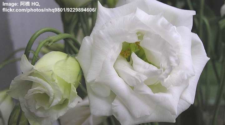 Lisianthus (Eustoma grandiflorum) White