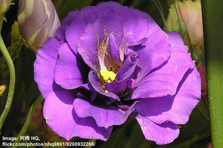 Lisianthus (Eustoma grandiflorum) Purple
