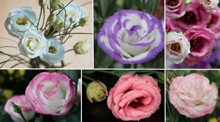 Lisianthus flowers