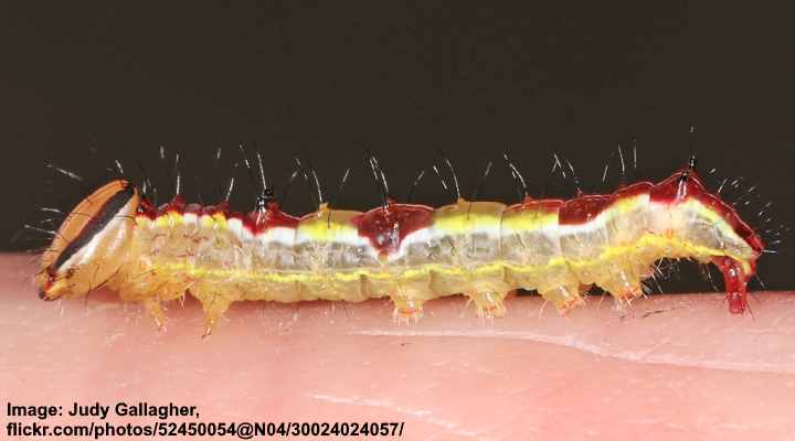 Variable Oak Leaf Caterpillar (Lochmaeus manteo)