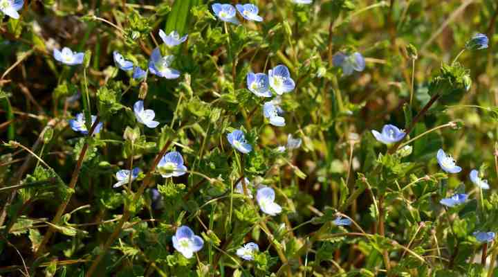 42 Native California Plants: Flowers, Trees, Shrubs, and Grass