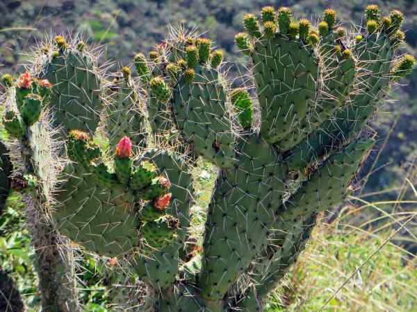 42 Native California Plants: Flowers, Trees, Shrubs, and Grass