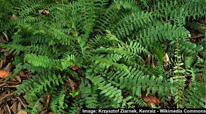 Christmas Fern (Polystichum acrostichoides)