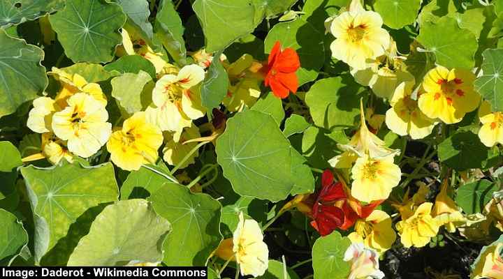 18 Yellow Flowering Vines (with Pictures): Identification Guide