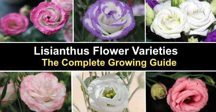 Lisianthus Flower Varieties: The Complete Growing Guide