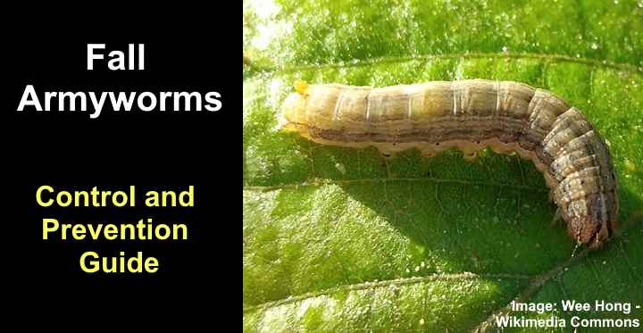 Fall Armyworms: 10 Effective Ways to Control and Prevent Them