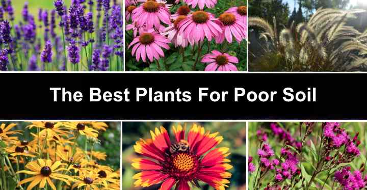 The Best 21 Plants For Poor Soil (Even A Beginner Can Care For Them)