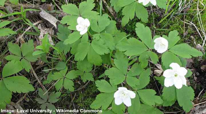 Wood Anemone (Anemone quinquefolia)
