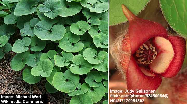 Canadian Wild Ginger (Asarum canadense)
