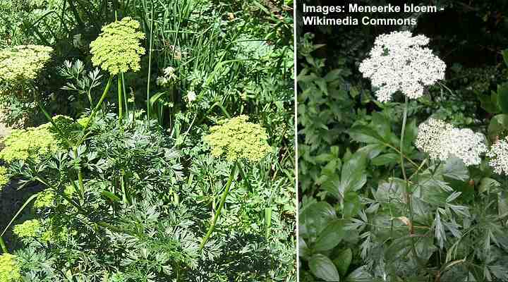 37 Plants That Thrive Under Trees: Flowers, Shrubs, Ground Covers, and ...