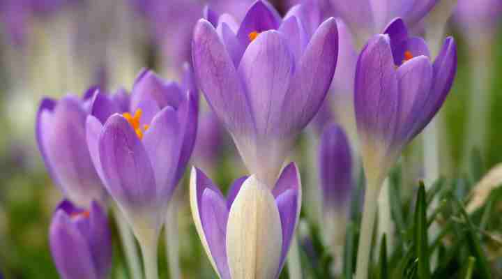 Woodland Crocus (Crocus tommasinianus)