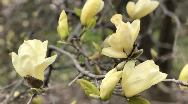 28 Dwarf Magnolia Trees That Are Perfect for Small Gardens