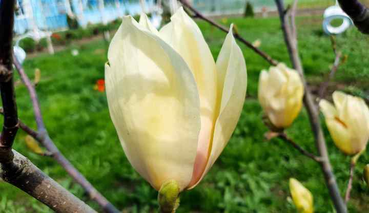 28 Dwarf Magnolia Trees That Are Perfect for Small Gardens