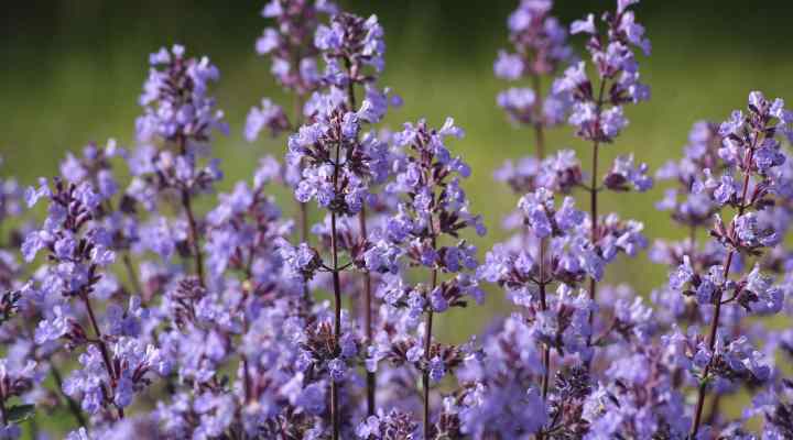 Catmint (Nepeta racemosa)