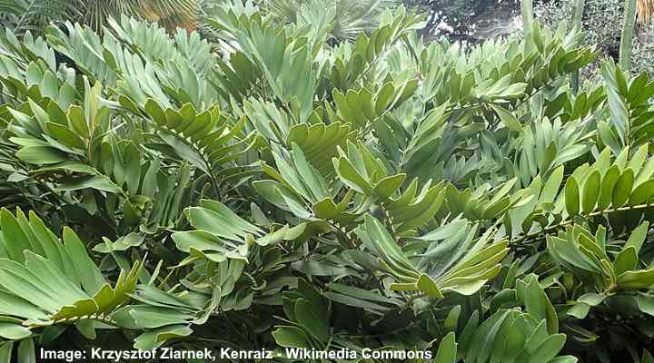 15 Types of Bushy and Shrub-Like Palm Trees