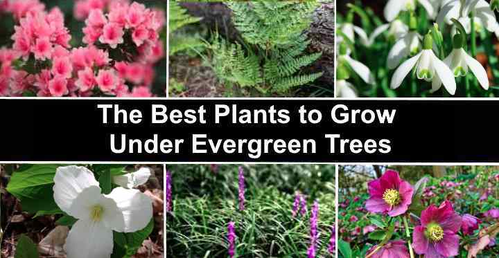 The Best 18 Plants That Thrive Under Evergreen Trees