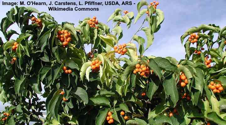 American Bittersweet (Celastrus scandens)