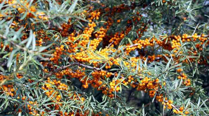 Sea Buckthorn (Hippophae rhamnoides)