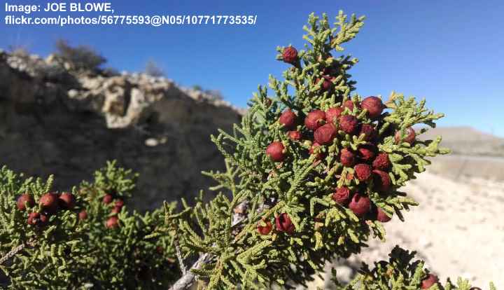 Redberry Juniper (Juniperus coahuilensis)