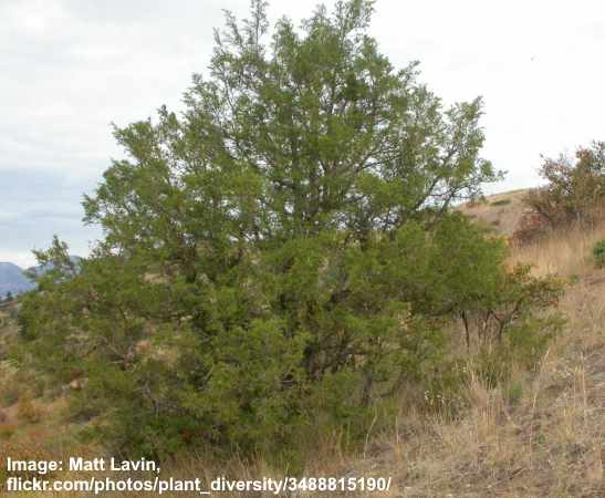 Mountain Red Cedar (Juniperus scopulorum)