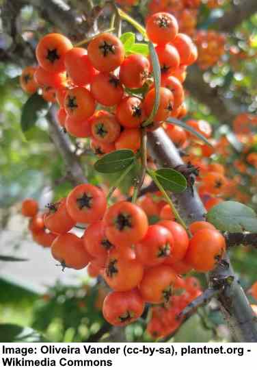 Himalayan Firethorn (Pyracantha crenulata)