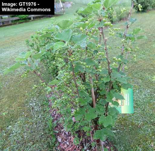 Trees and Shrubs with White Berries