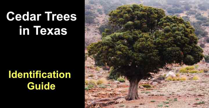 7 Types of Cedar Trees in Texas: Identification Guide (Chart, Pictures)